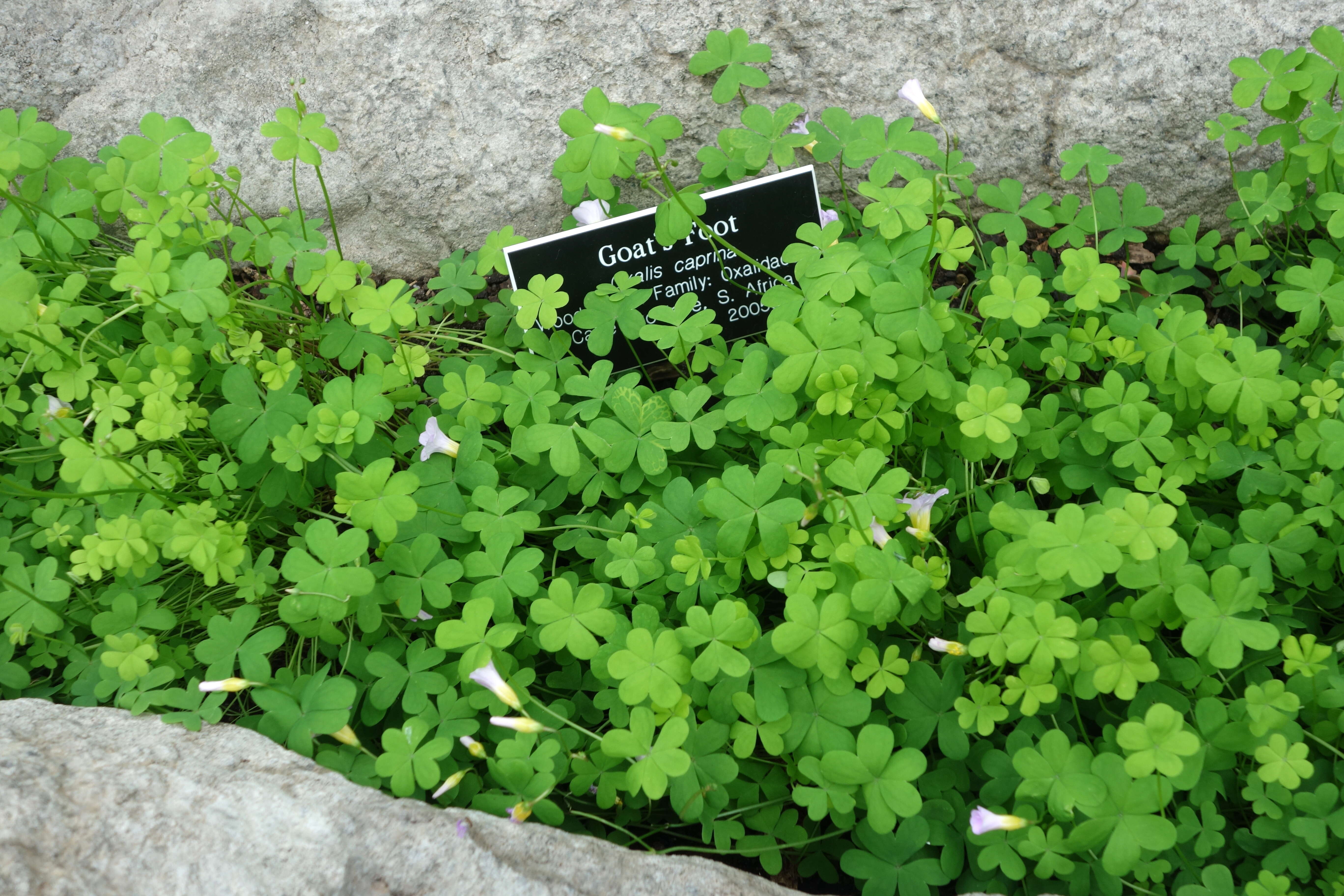 Image of Oxalis caprina E. Mey. ex Harv. & Sond.