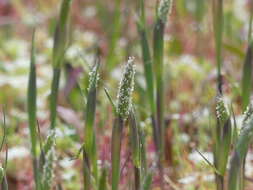 Image of Pacific foxtail