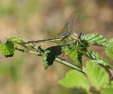 Image of Western Clubtail