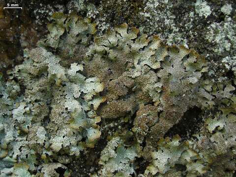 Image of shield lichen