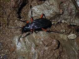 Carabus (Ctenocarabus) galicianus Gory 1839 resmi