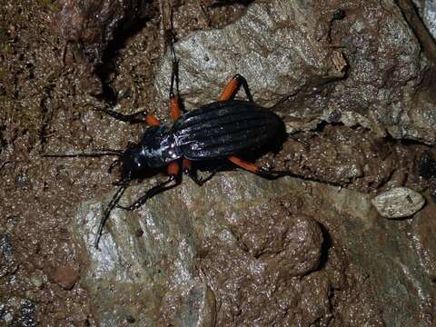 Image of Carabus (Ctenocarabus) galicianus Gory 1839