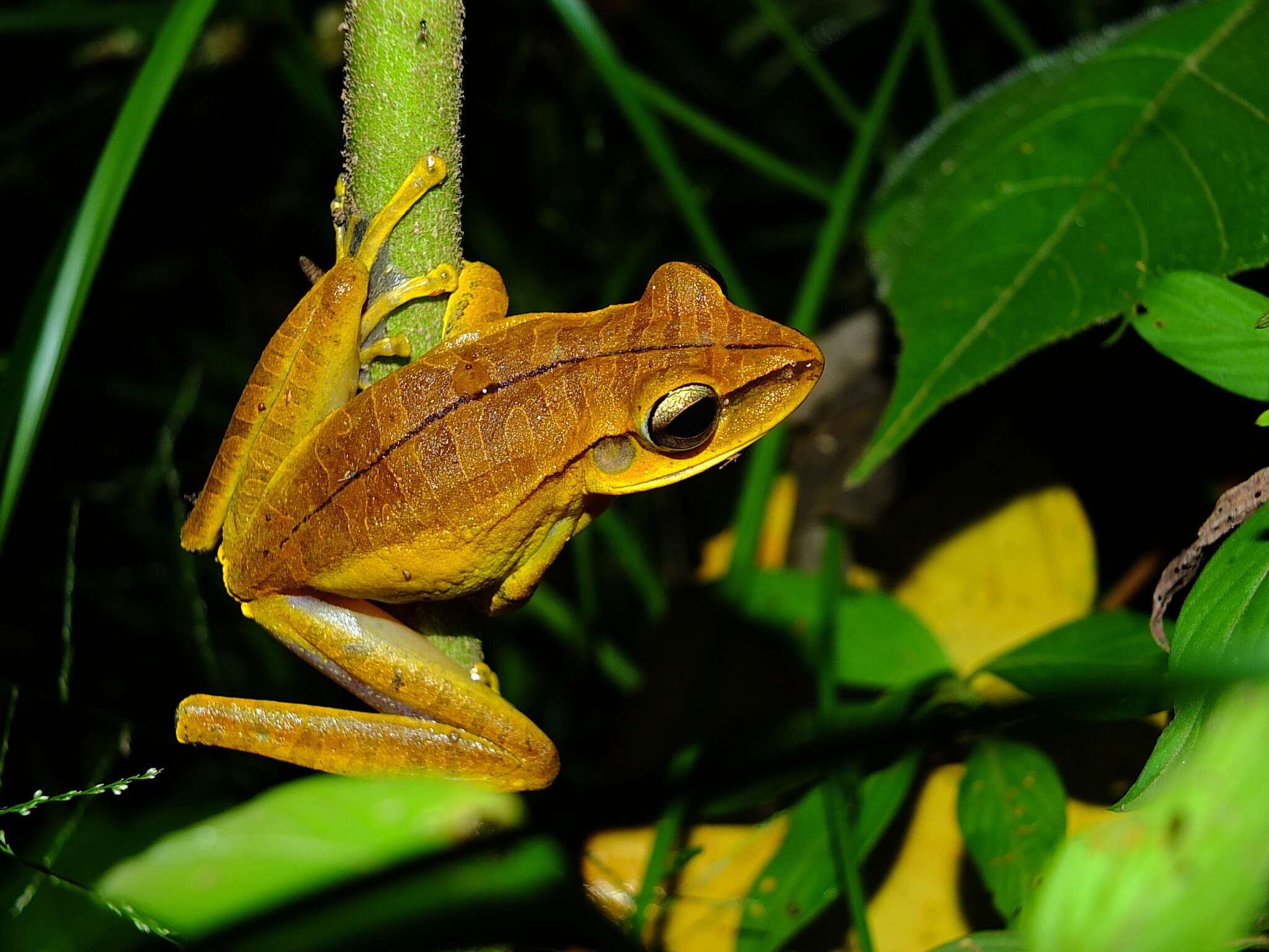 Imagem de Boana multifasciata (Günther 1859)