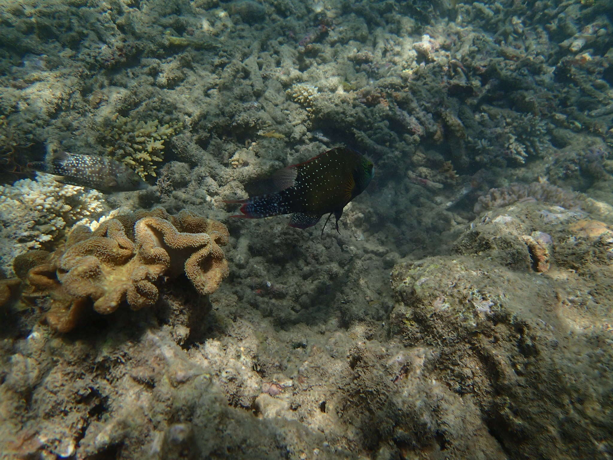 Image of Floral wrasse