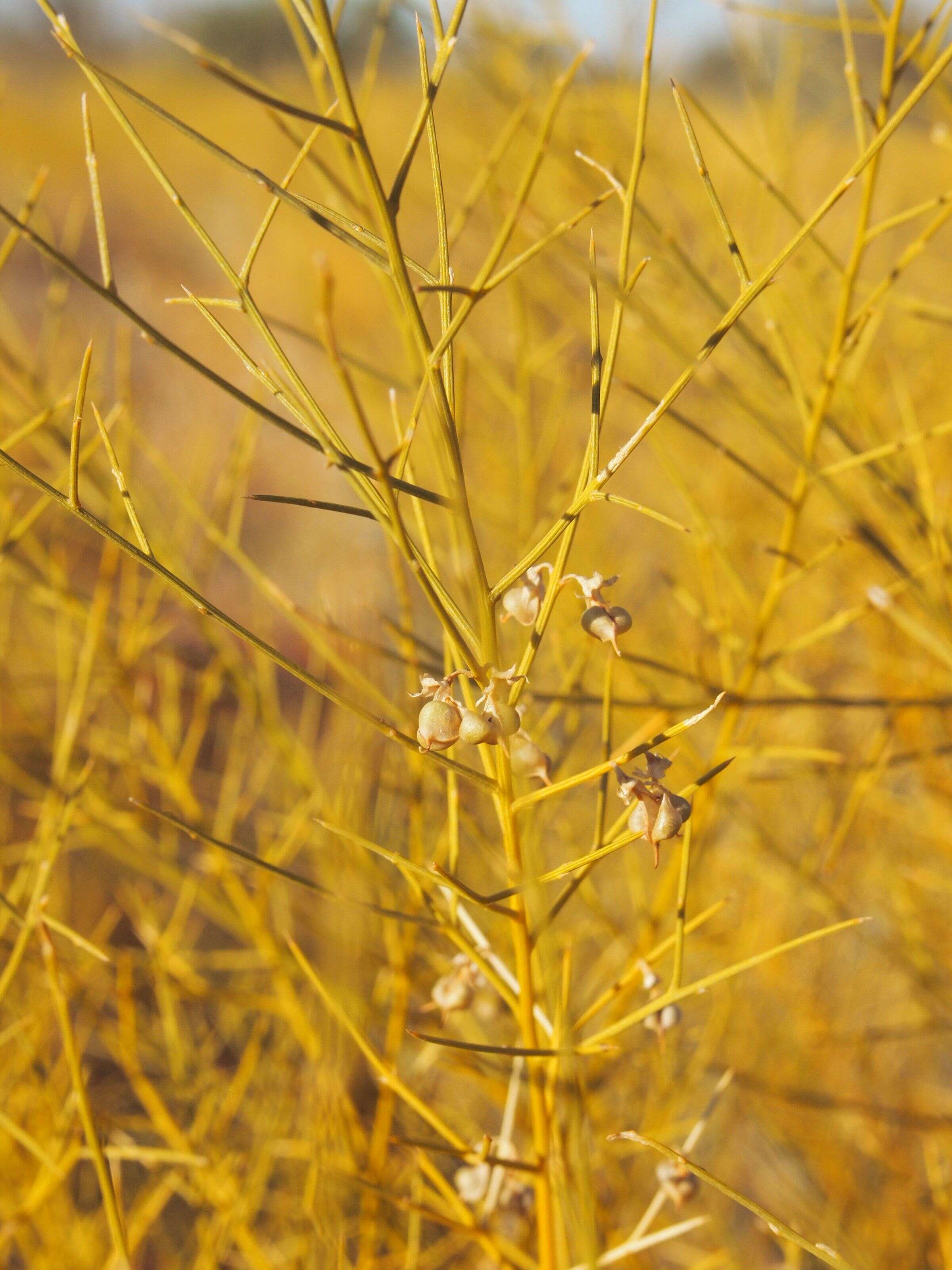 Image of Yellow Broom