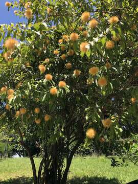 Image of Stifftia chrysantha Mikan