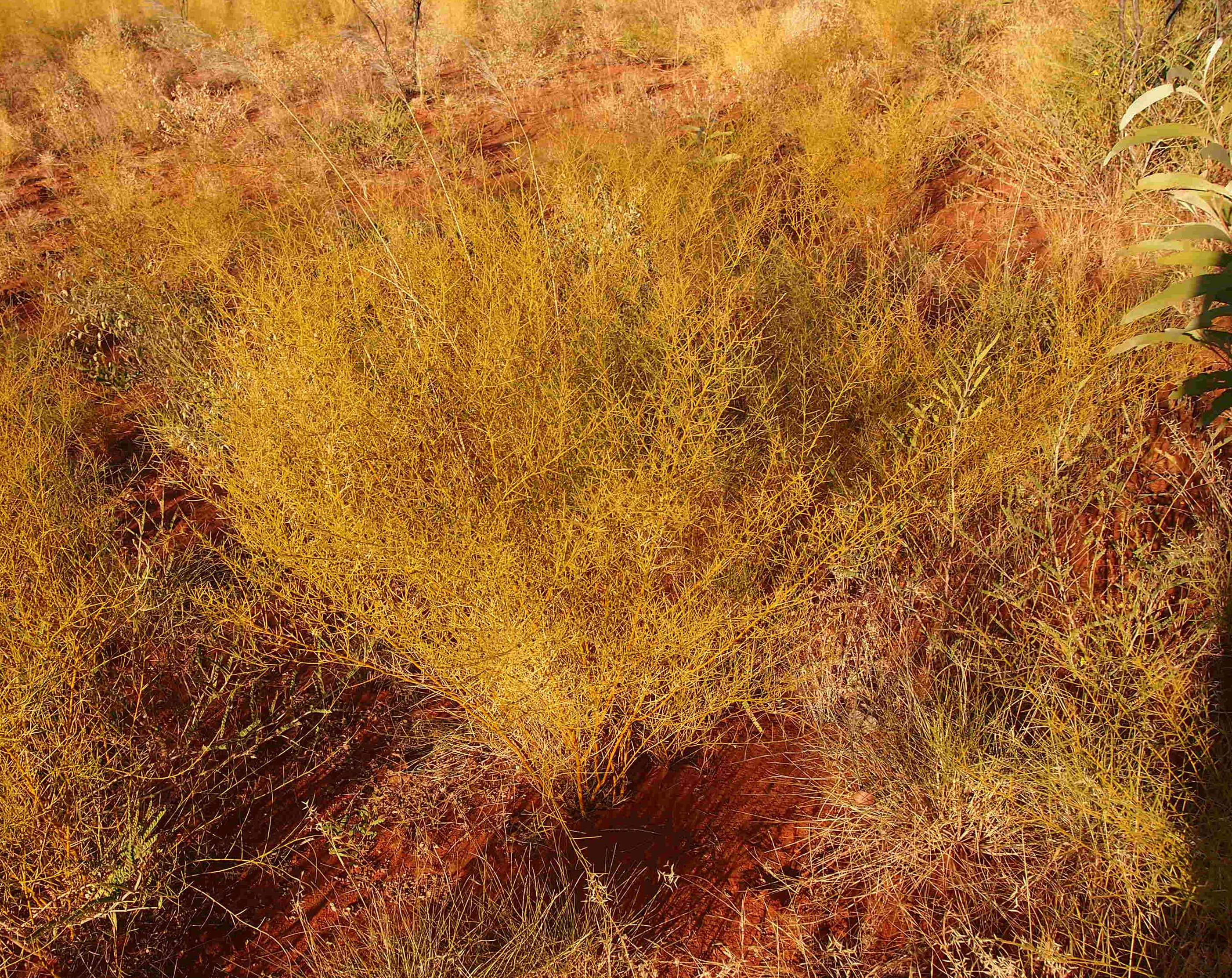 Image of Yellow Broom