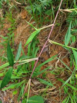 Image of thicket tribisee