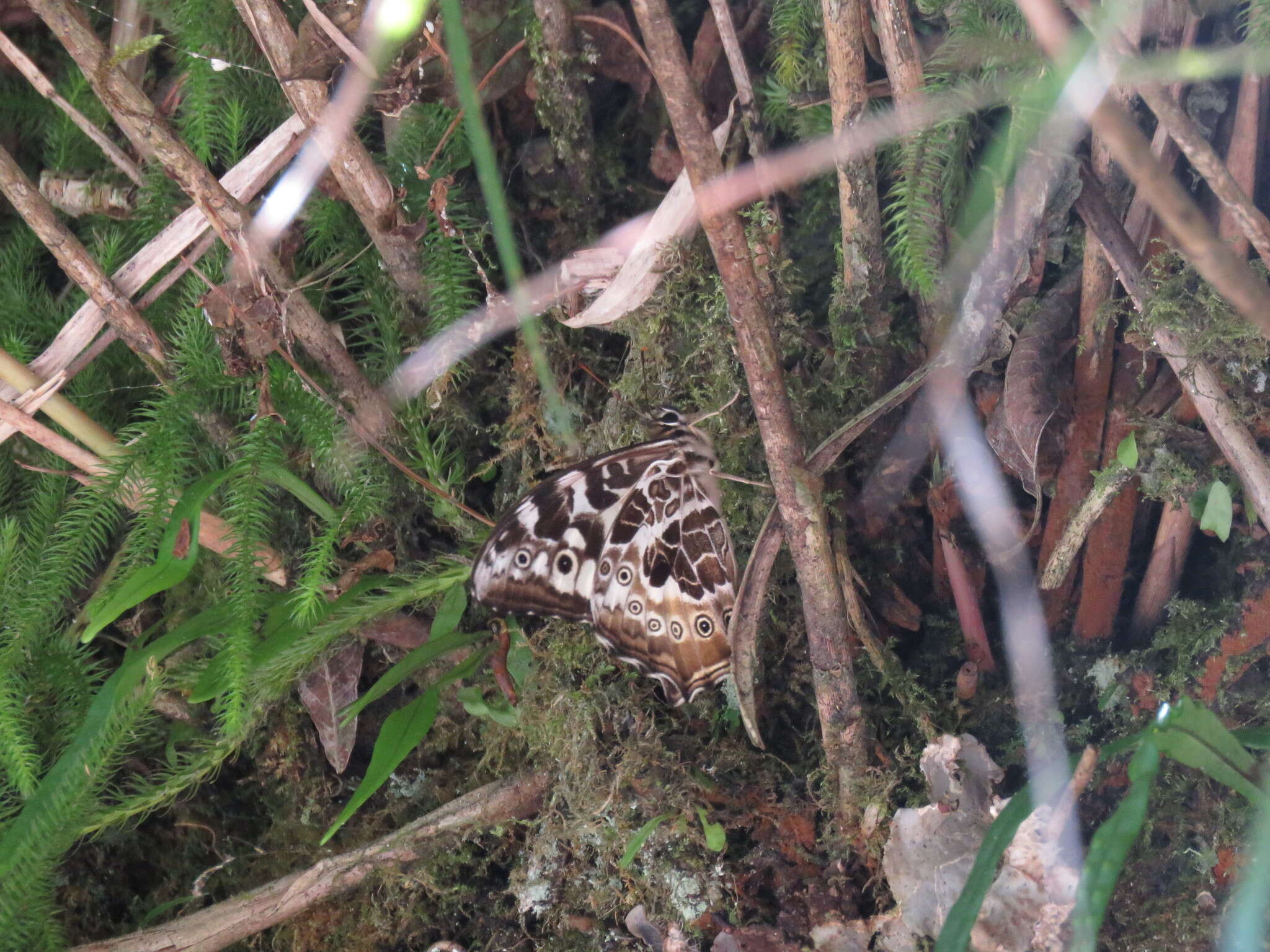 Neope armandii lacticolora Fruhstorfer 1908 resmi