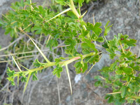 Ribes velutinum var. gooddingii (M. E. Peck) C. L. Hitchc.的圖片