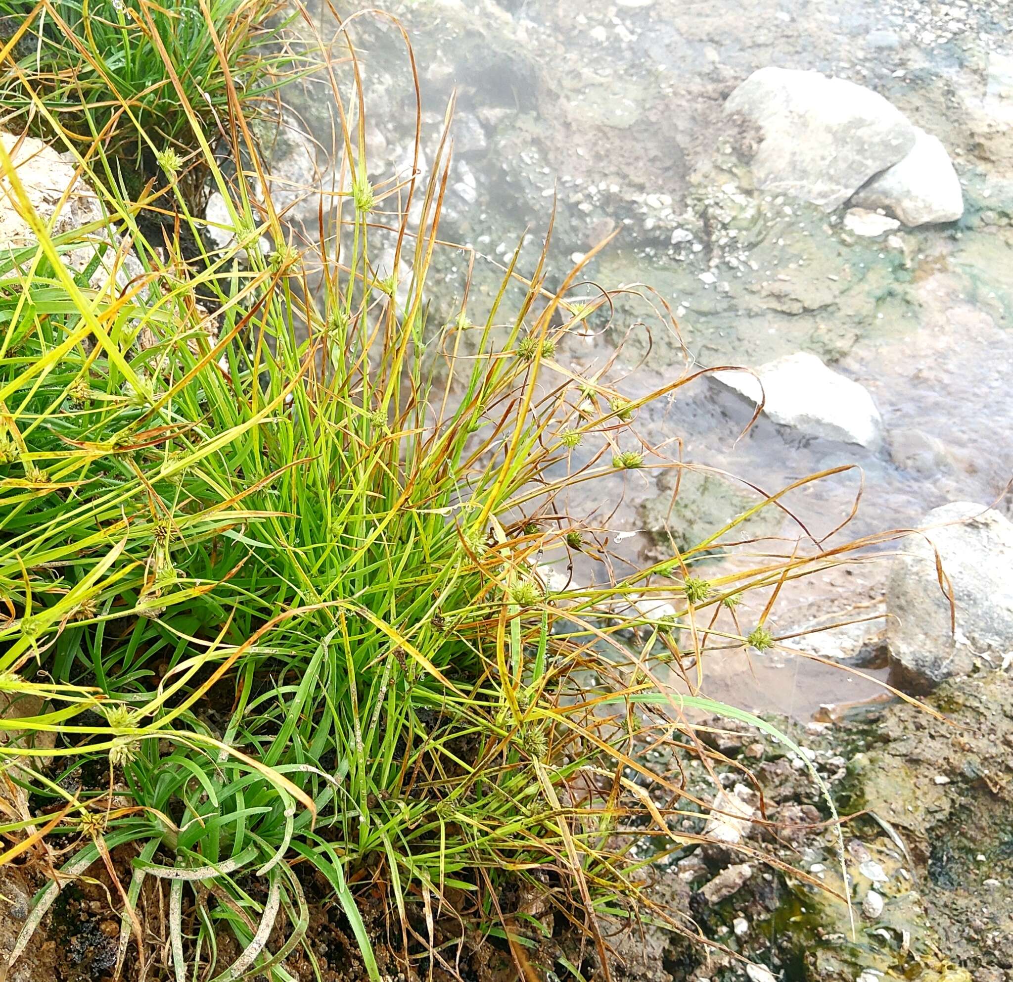 Image of Cyperus kamtschaticus (Meinsh.) Yonek.