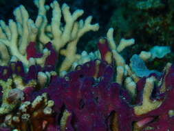 Image of finger coral