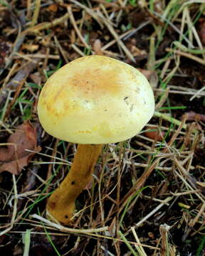 Imagem de Tricholoma sulphureum (Bull.) P. Kumm. 1871