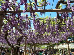 Plancia ëd Wisteria floribunda (Willd.) DC.