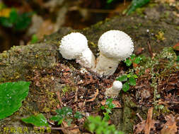 Lycoperdon spadiceum Schaeff. 1774的圖片