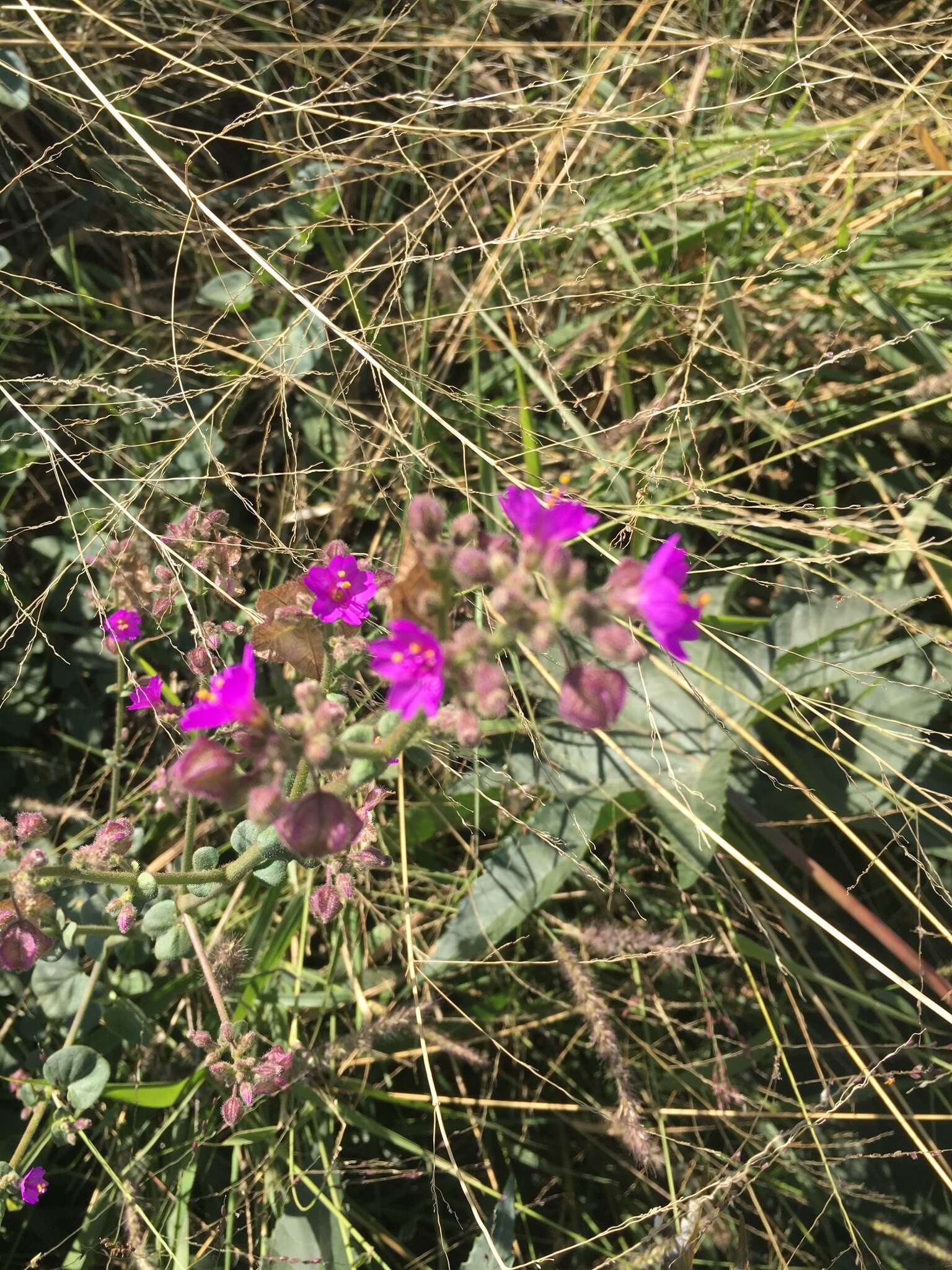 Imagem de Mirabilis glabrifolia (Ortega) I. M. Johnston