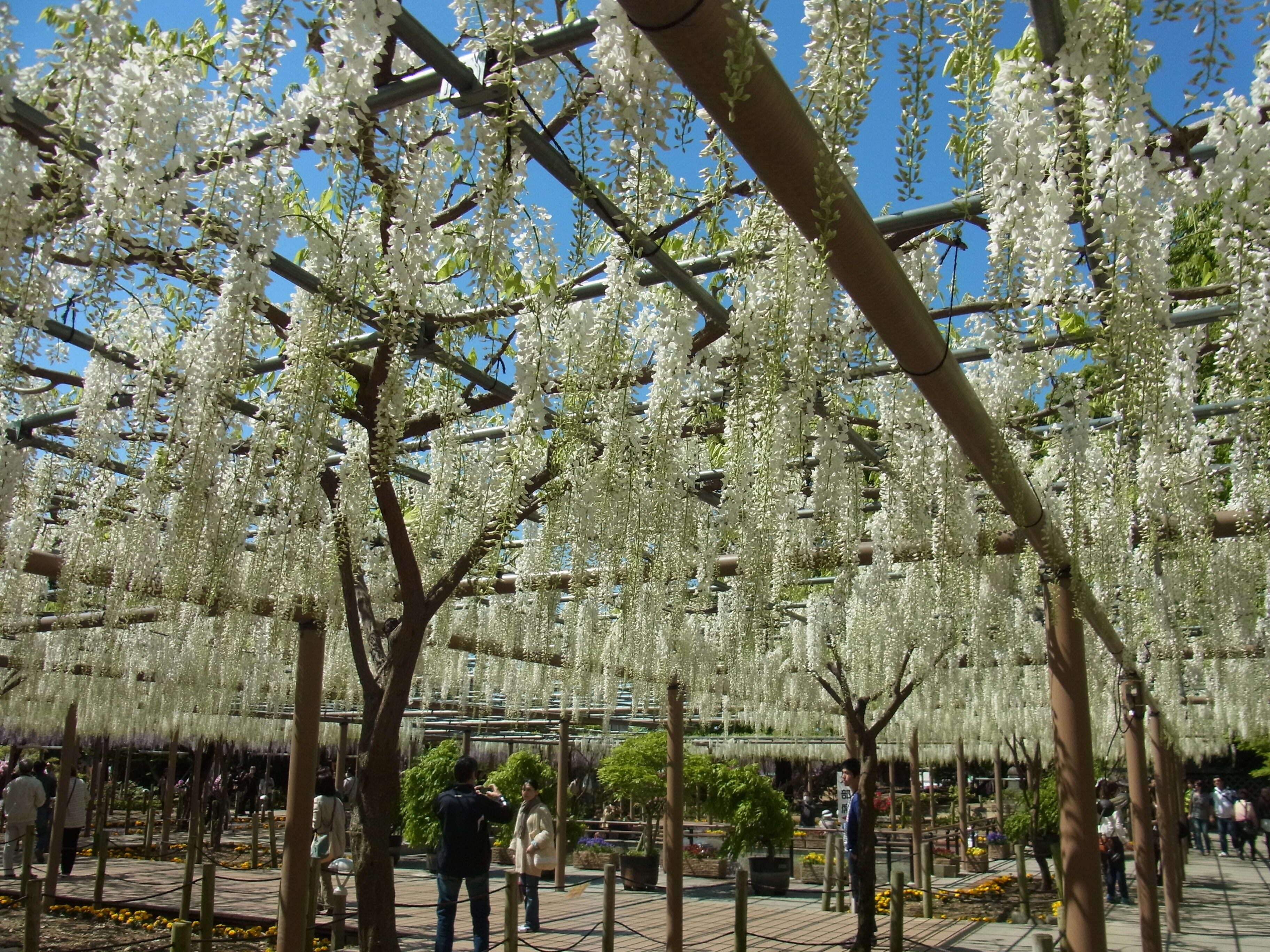 Plancia ëd Wisteria floribunda (Willd.) DC.