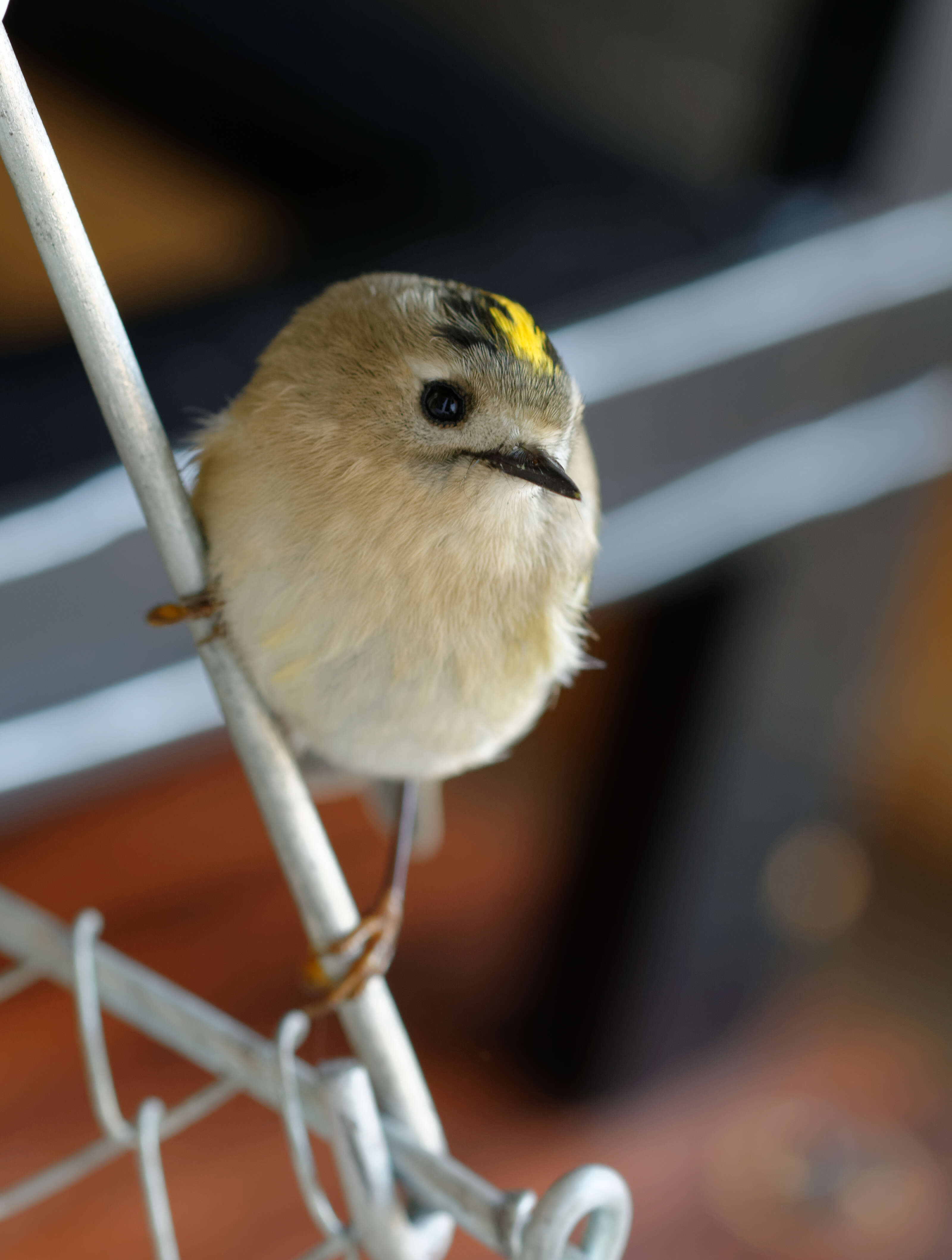 Image of Goldcrest