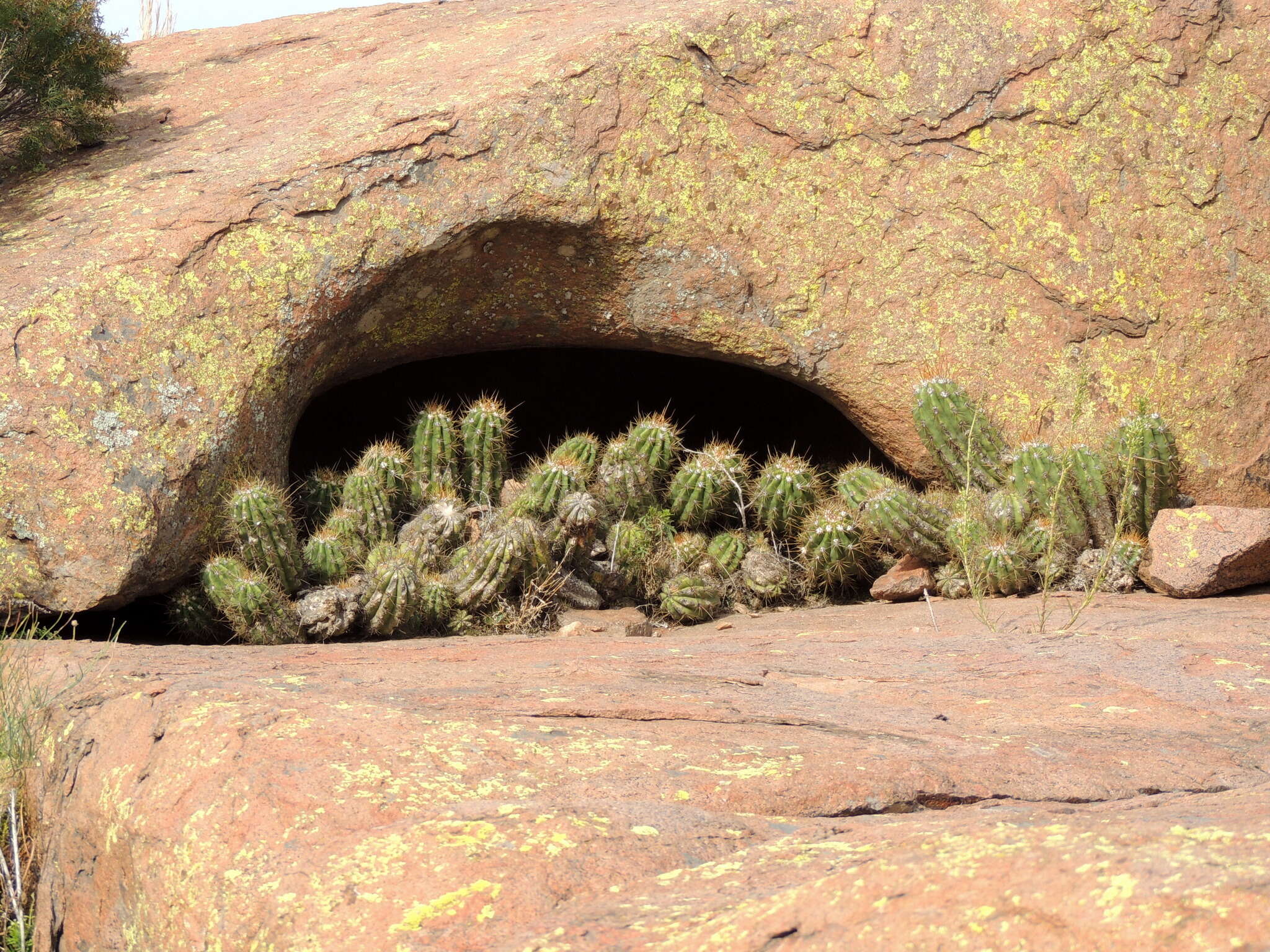 Image of Echinopsis candicans (Gillies ex Salm-Dyck) D. R. Hunt