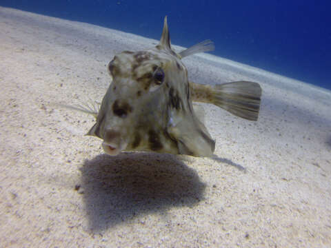 Image of Humpback Turretfish