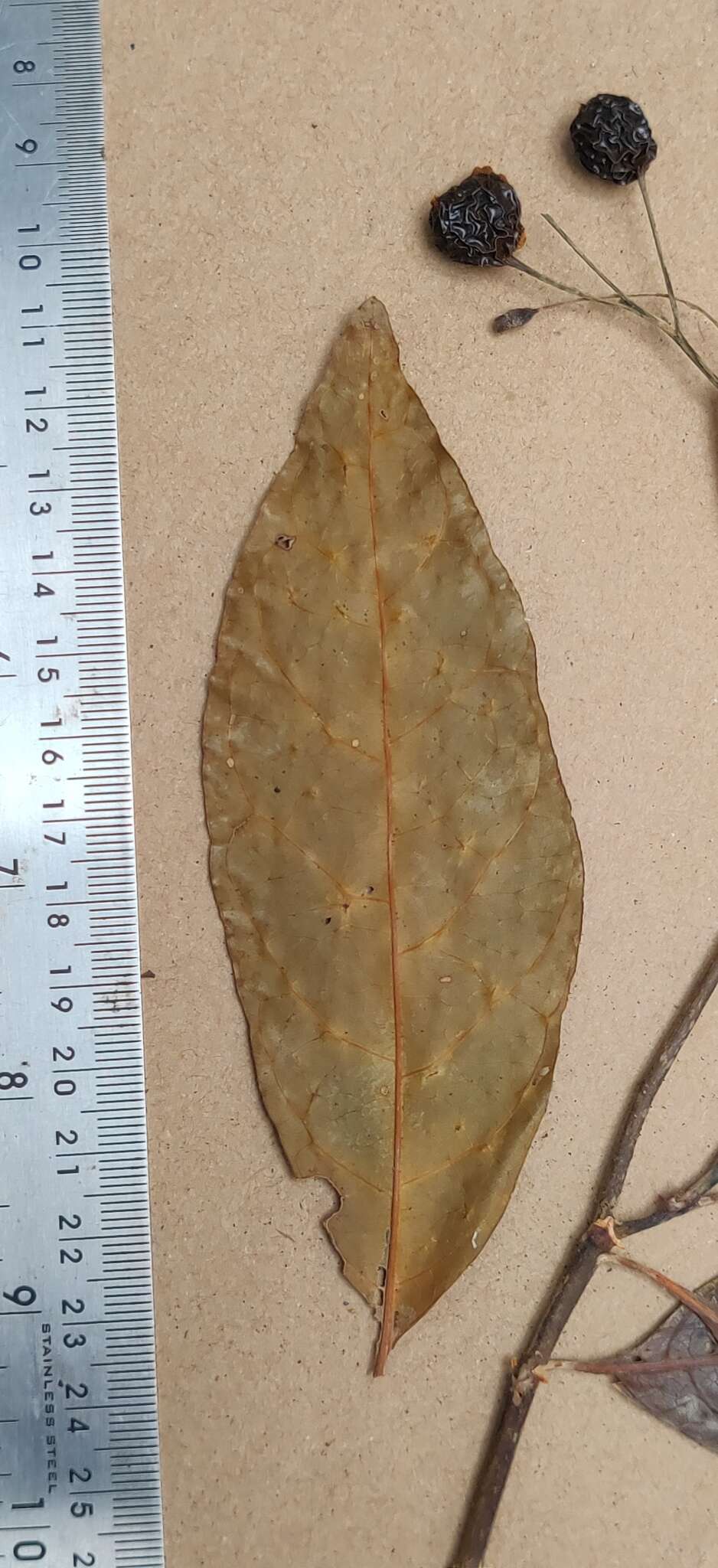 Image of Psychotria nigra (Gaertn.) Alston