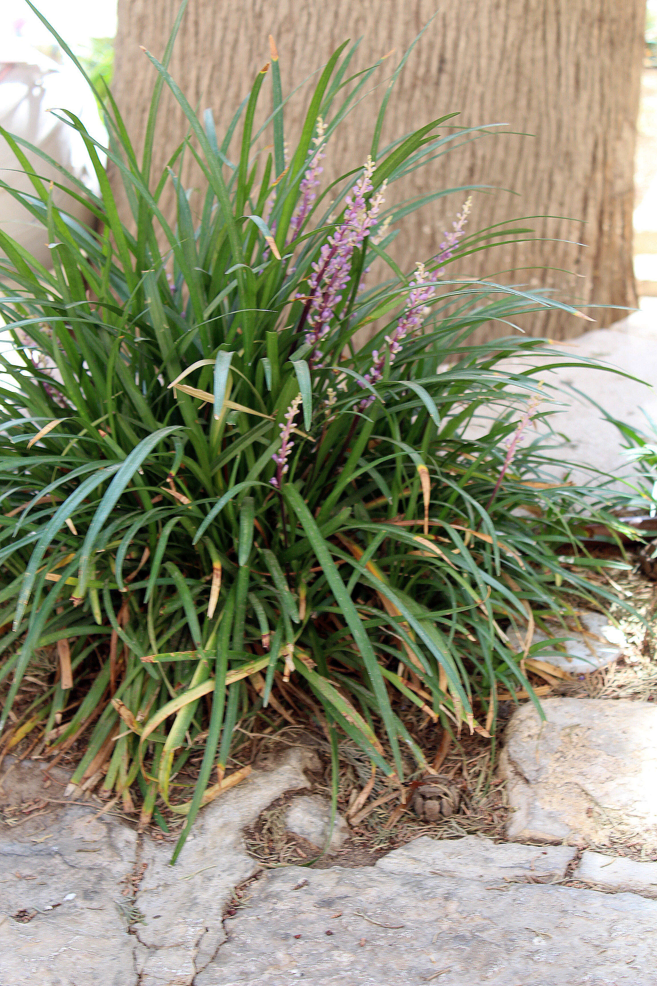 Image of Liriope