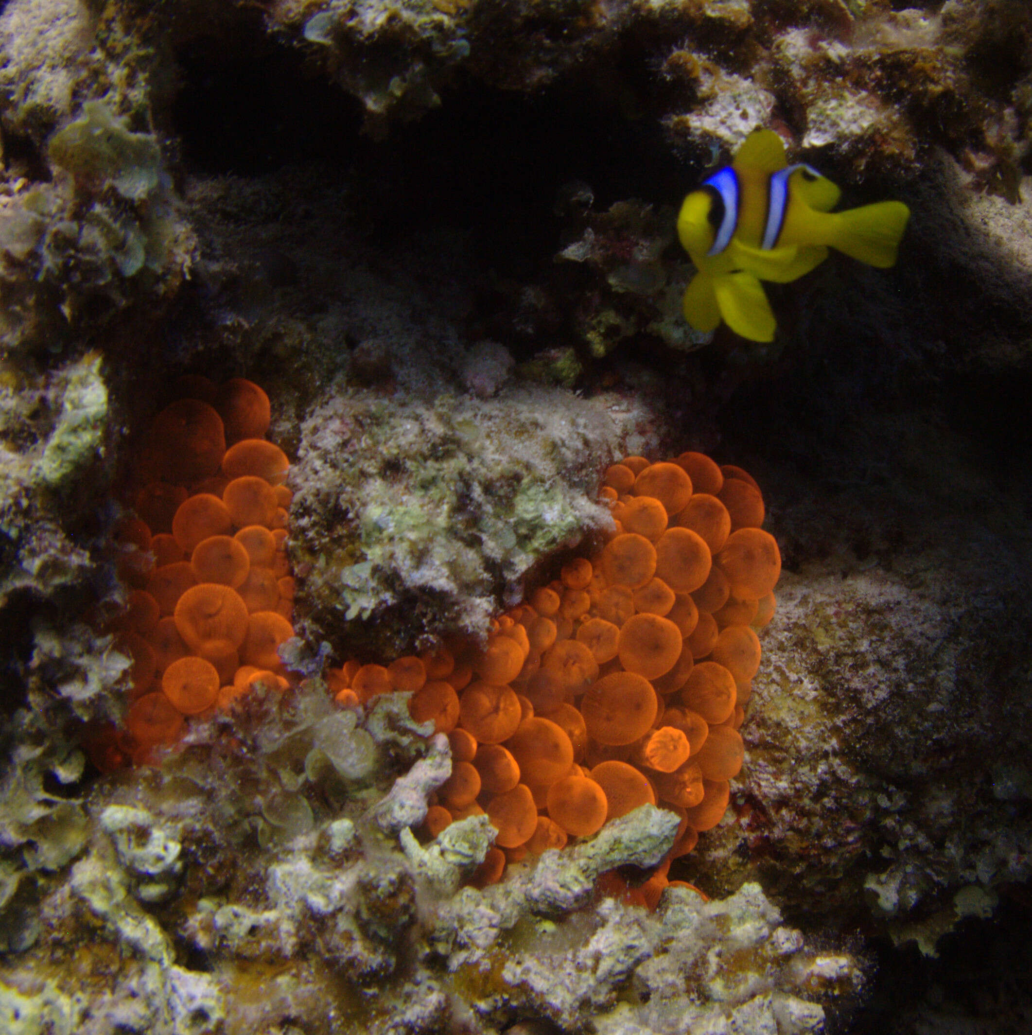 Image of Clownfish