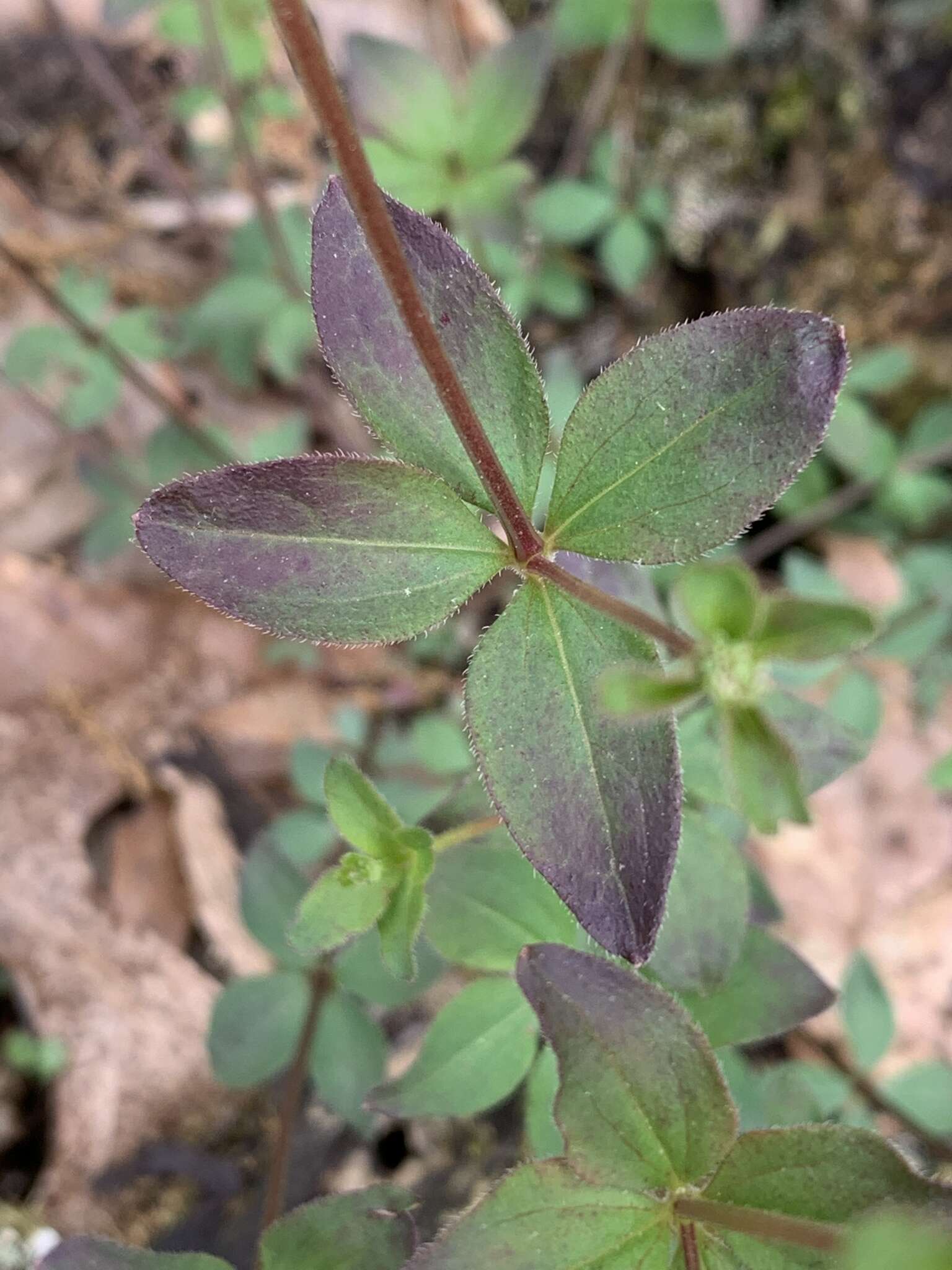 Plancia ëd Galium orizabense subsp. laevicaule (Weath. & Blake) Dempster