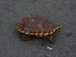 Image of Malayan snail-eating turtle