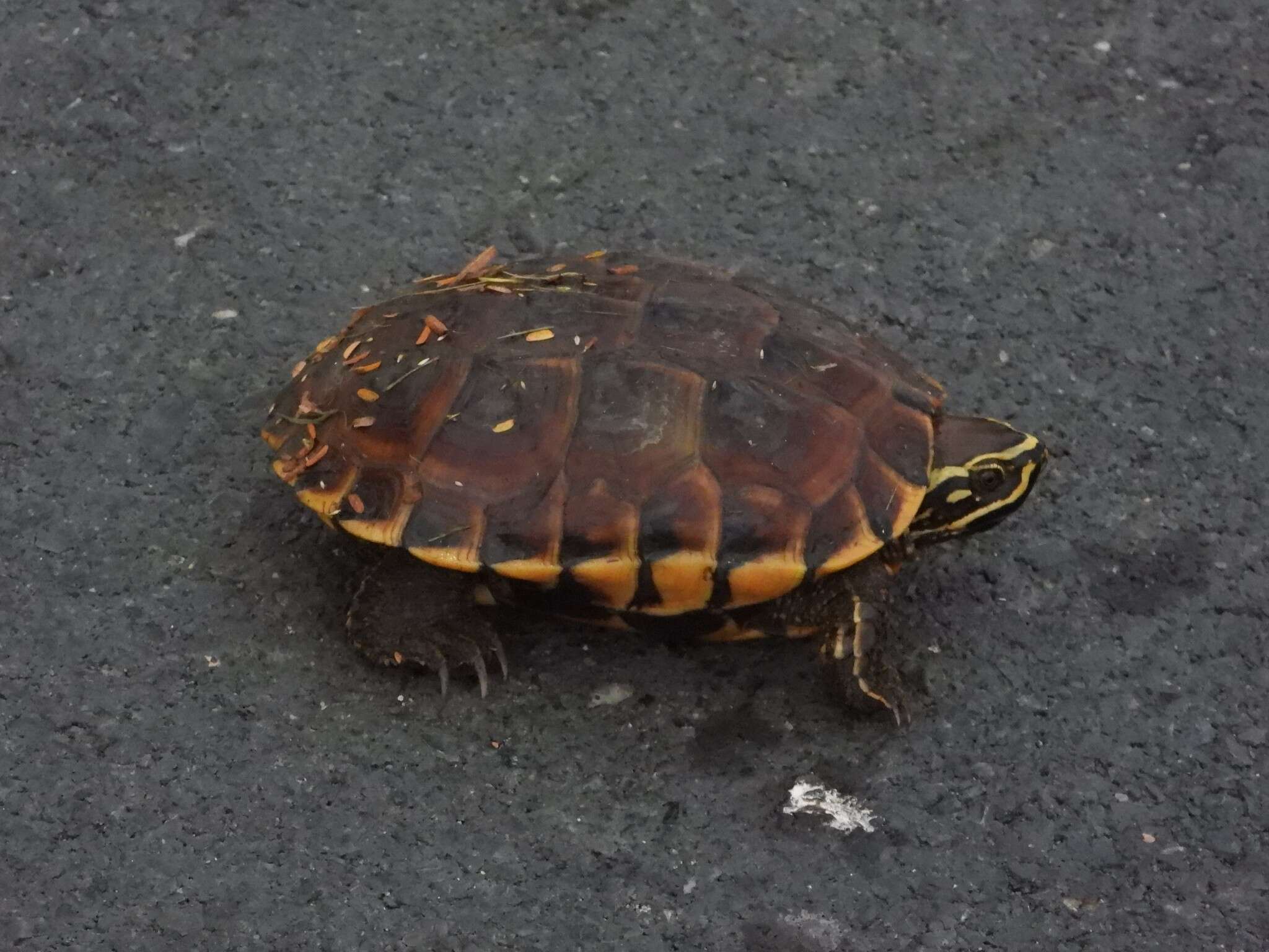 Image of Malayan snail-eating turtle