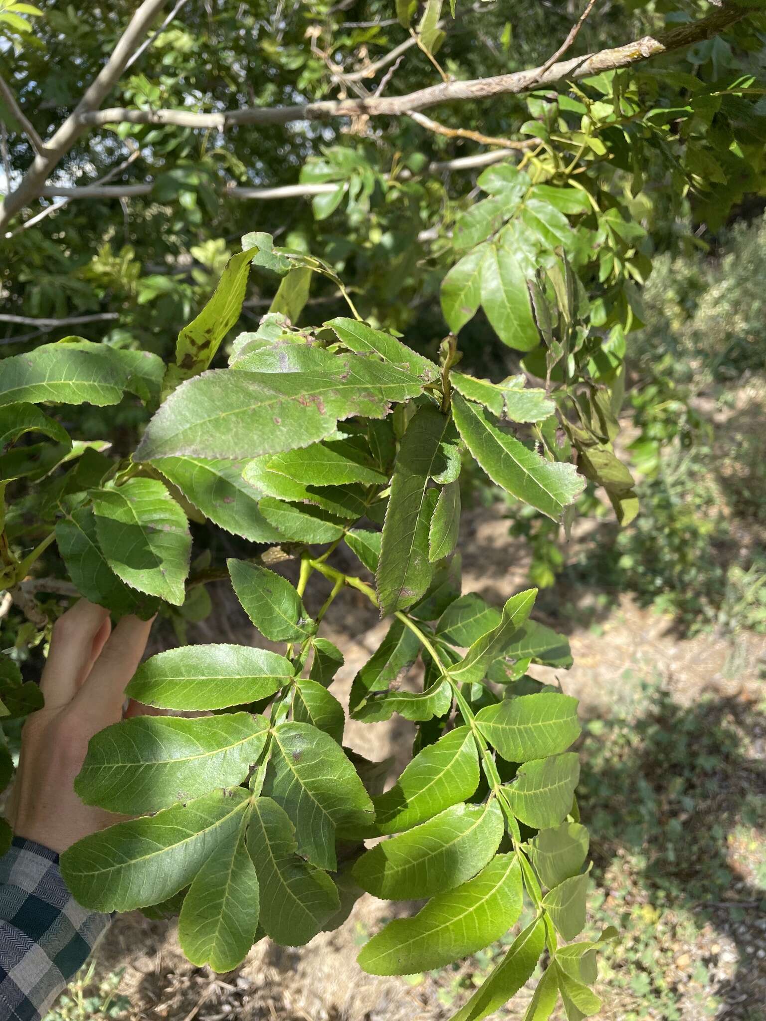 Слика од Pterocarya stenoptera C. DC.