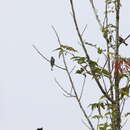 Image of Willcocks's Honeyguide