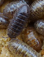 Image of Armadillidium marmoratum Strouhal 1929