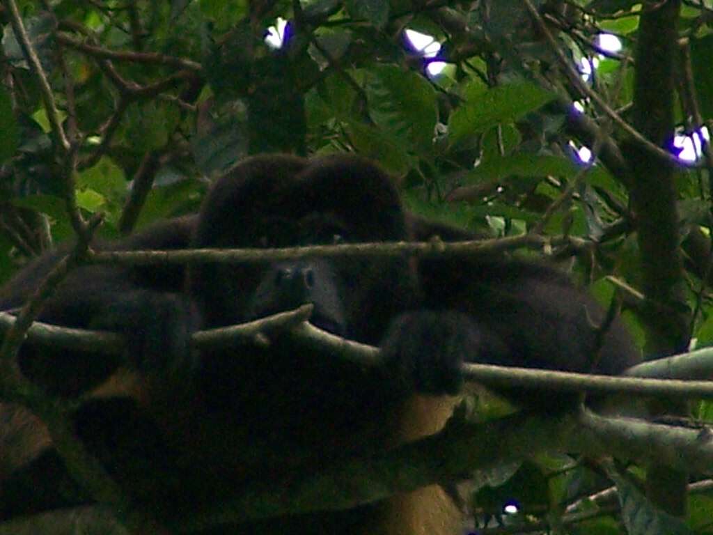 Image of Ecuadorian Mantled Howling Monkey