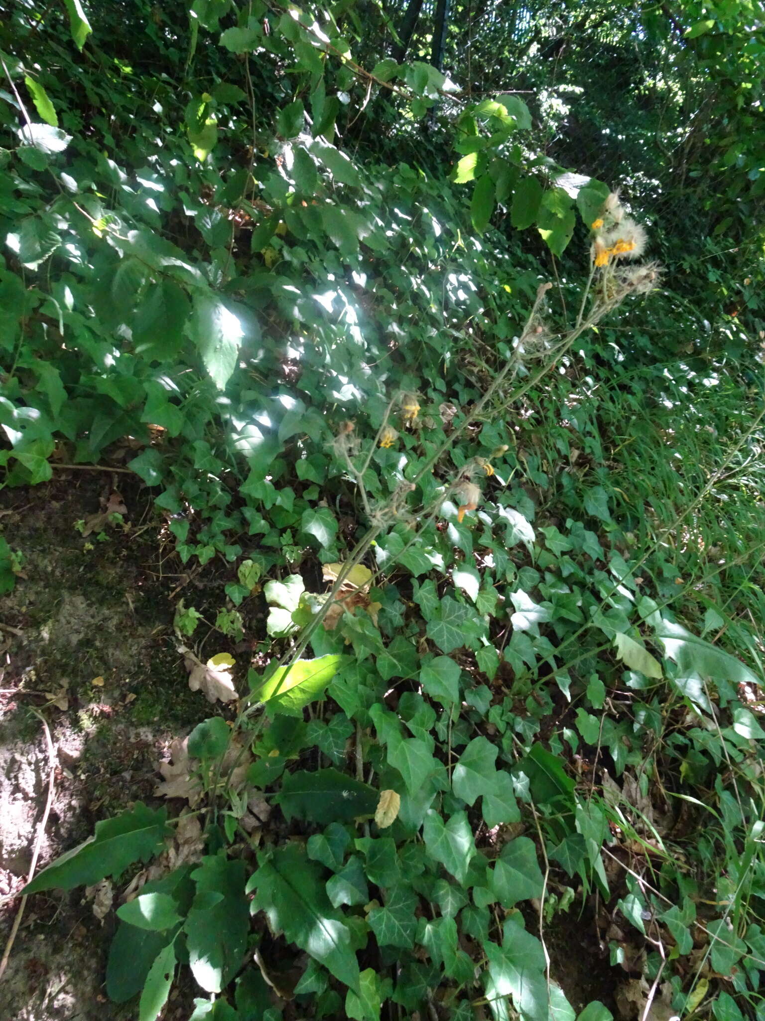 Image of common hawkweed