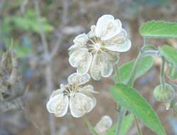Image of Gaya minutiflora Rose