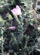 Imagem de Oenothera canescens Torr.