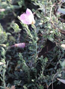 Image of Spotted Evening-Primrose