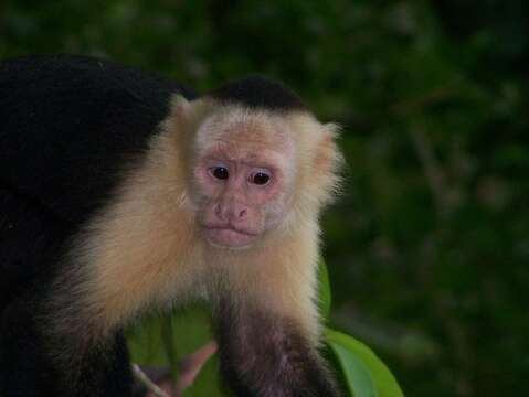 Image of white-faced capuchin