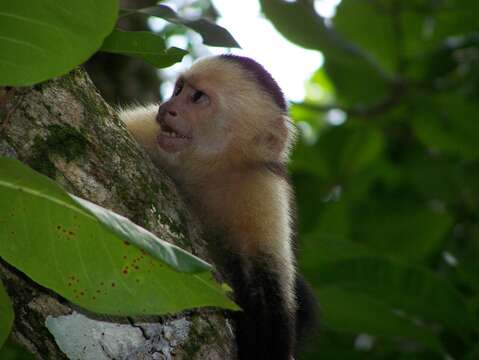 Image of white-faced capuchin