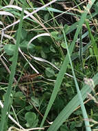 Image of Painted Skimmer