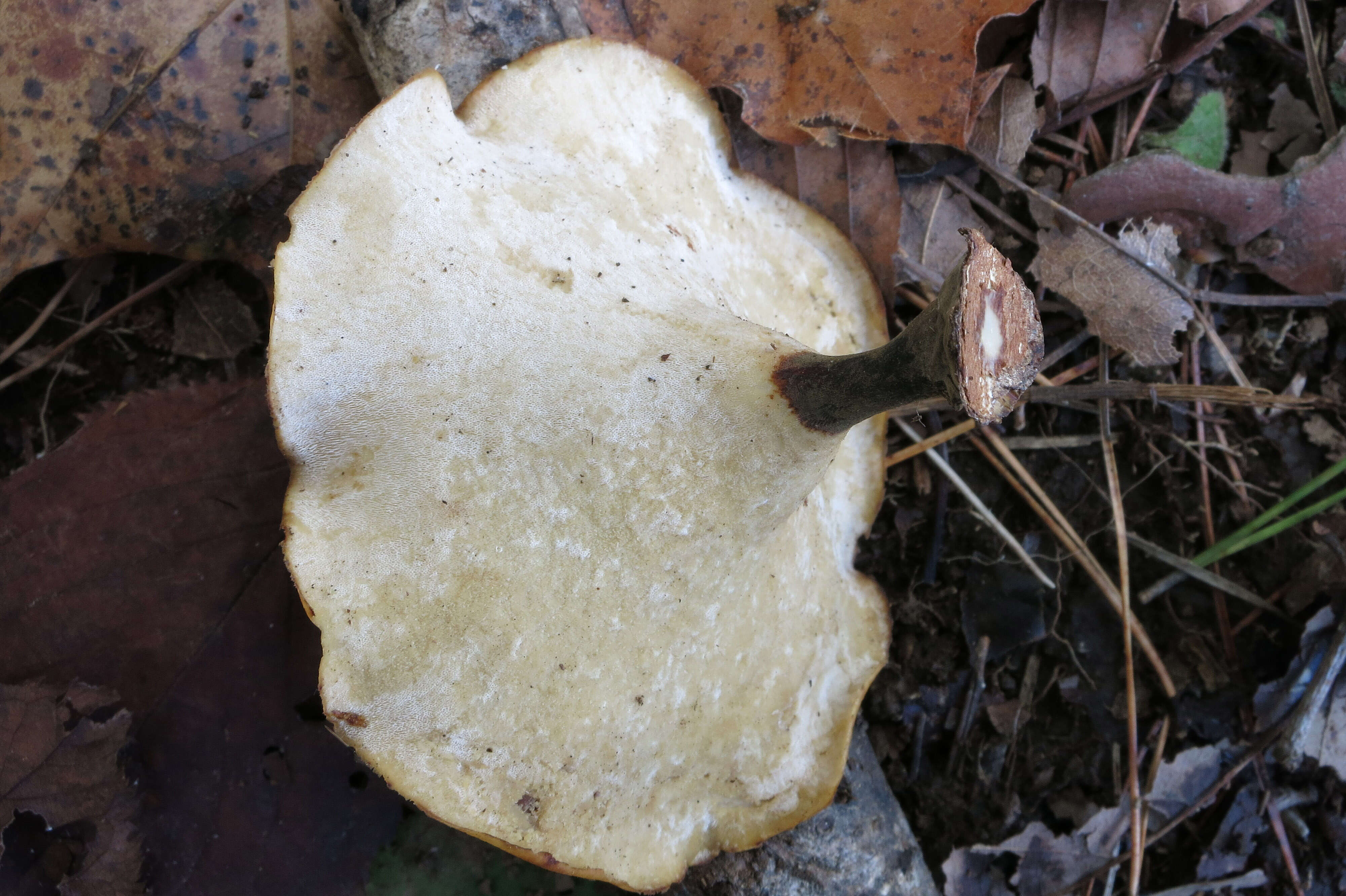 Image of black-footed polypore