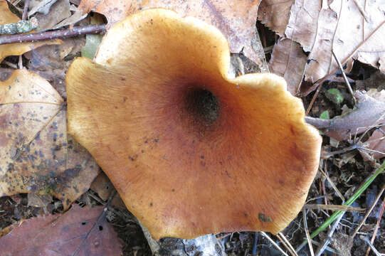 Image of black-footed polypore