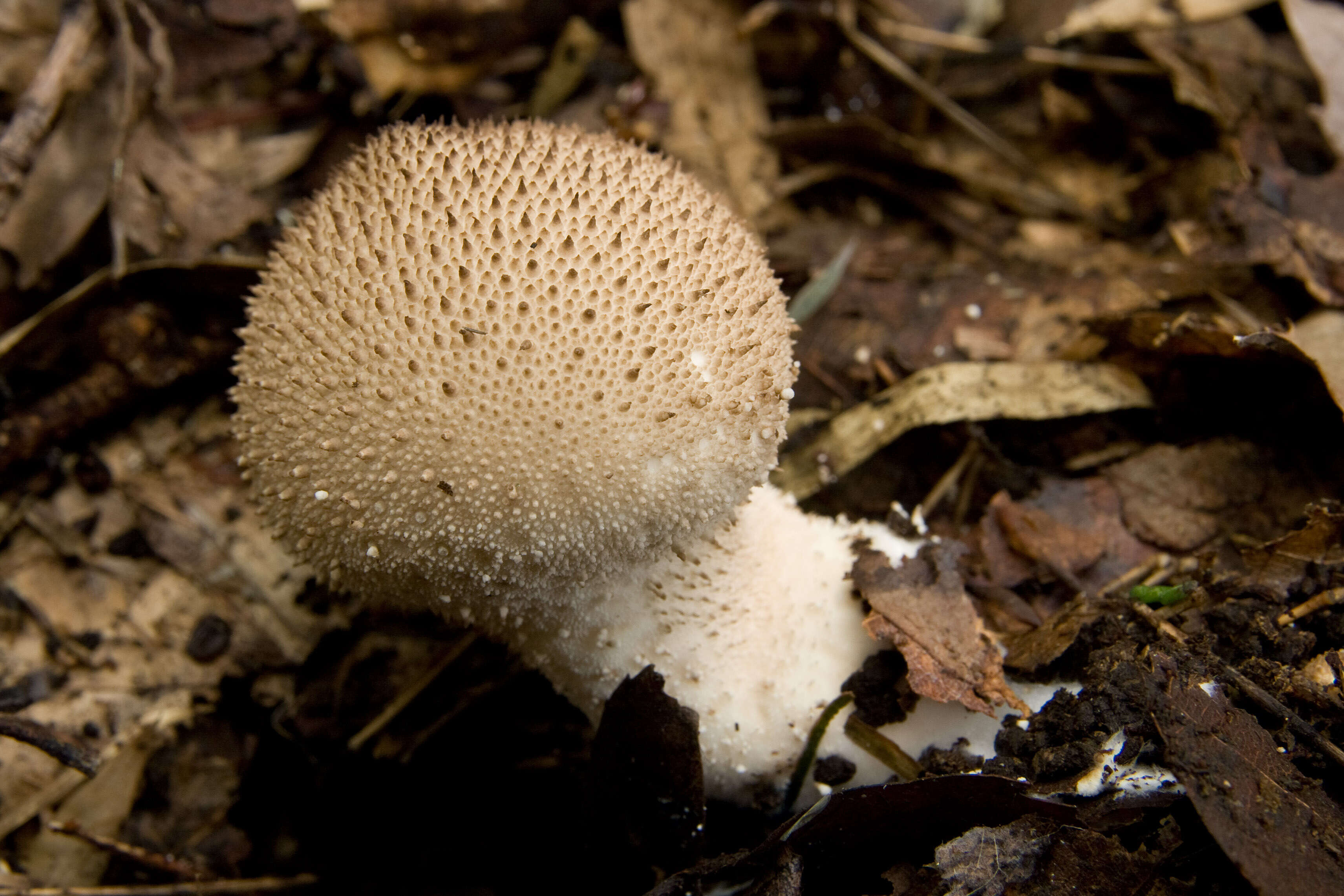 Imagem de Lycoperdon perlatum Pers. 1796