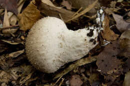 Imagem de Lycoperdon perlatum Pers. 1796