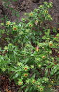 Image of Carlina salicifolia subsp. salicifolia