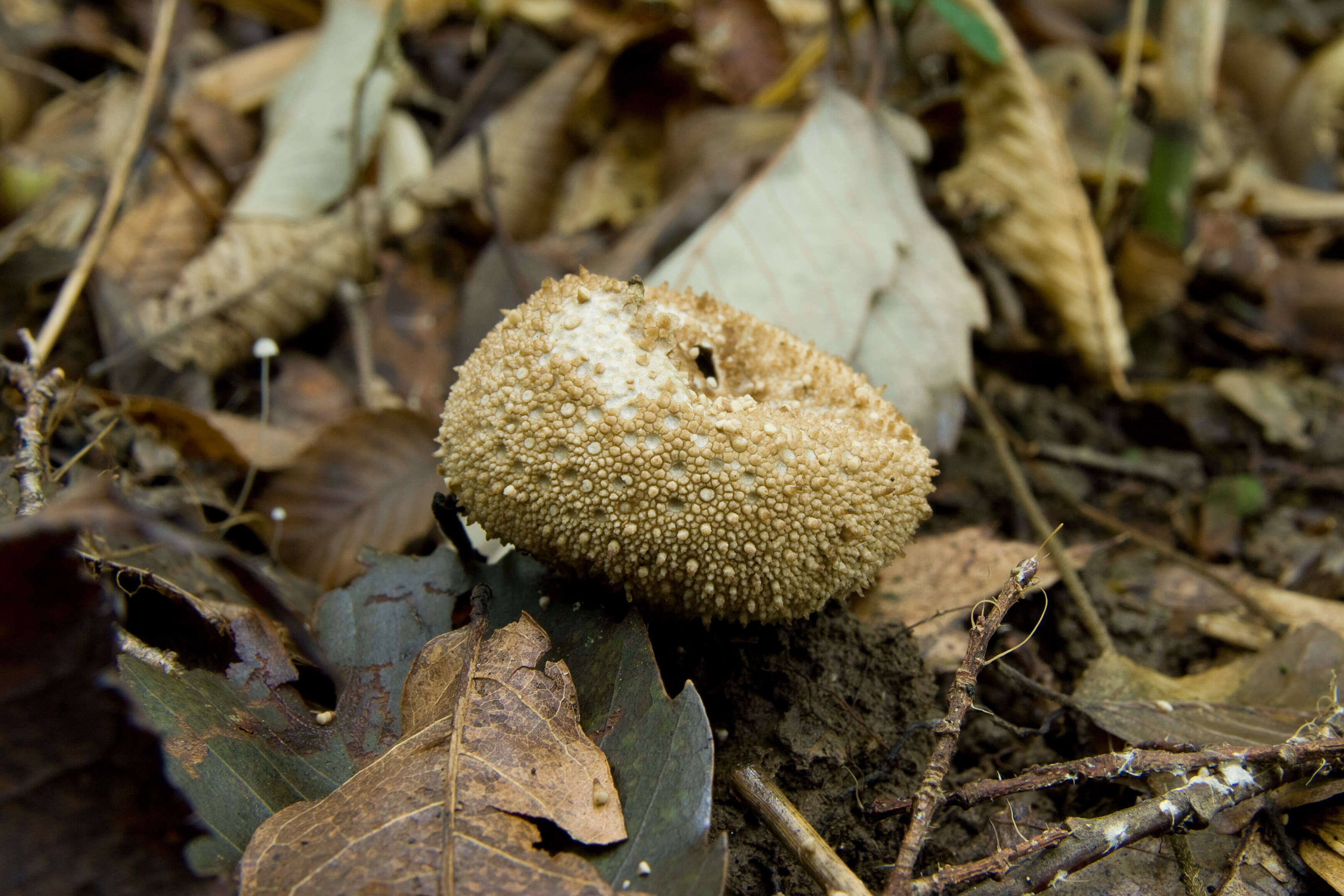 Imagem de Lycoperdon perlatum Pers. 1796