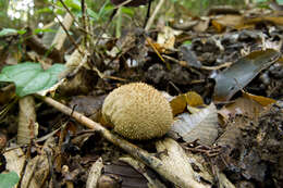 Imagem de Lycoperdon perlatum Pers. 1796