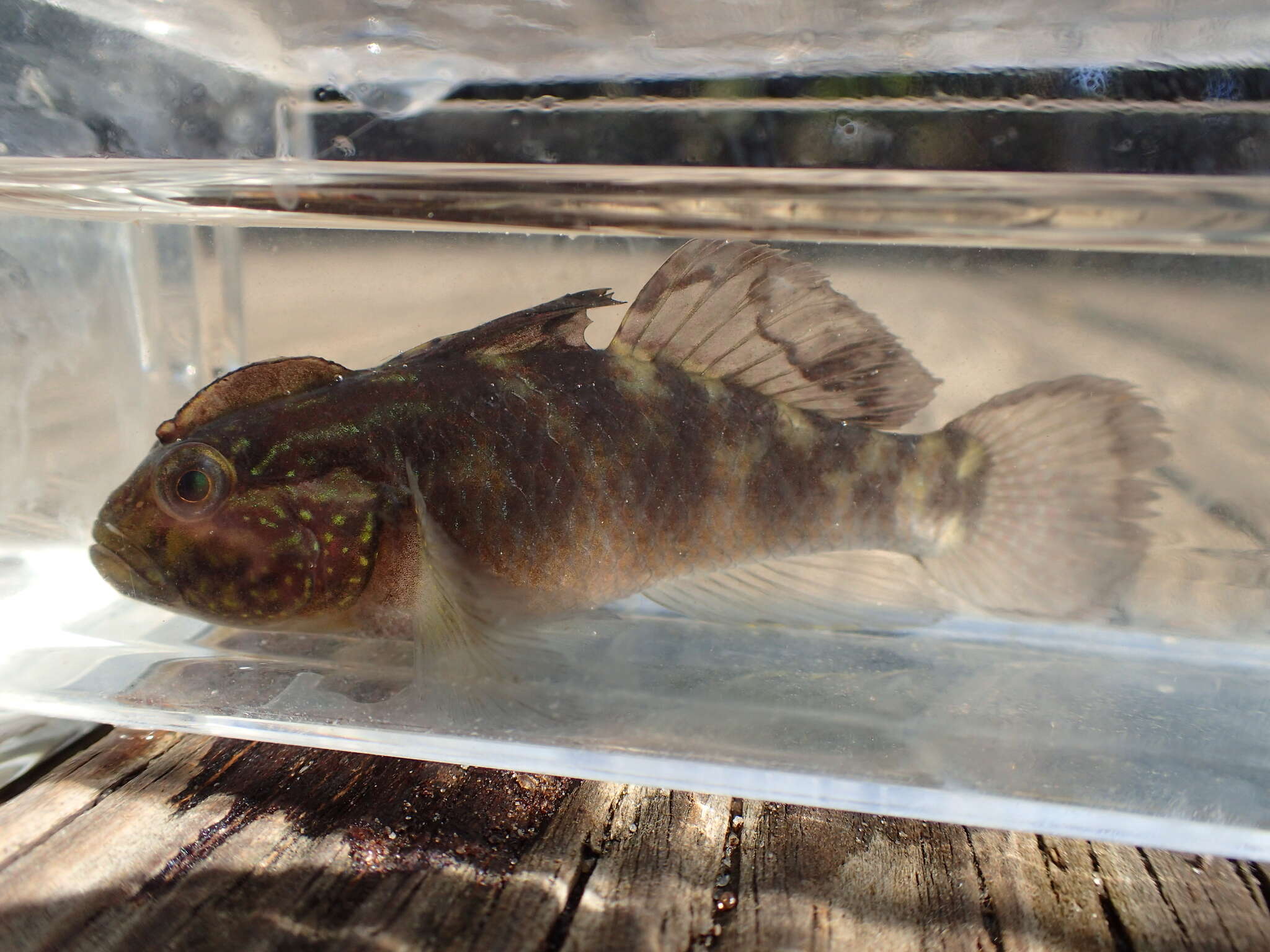 صورة Lophogobius