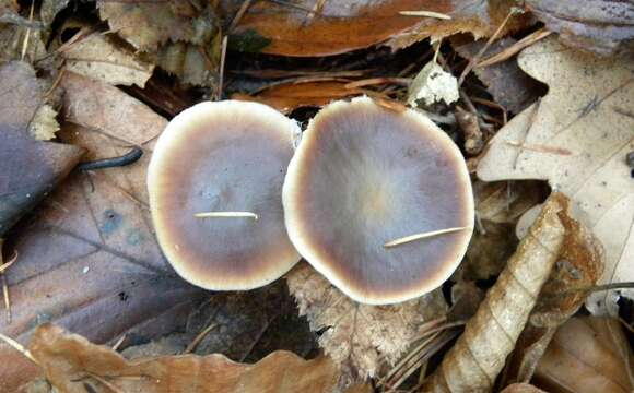 Image of Rhodocollybia badiialba (Murrill) Lennox 1979